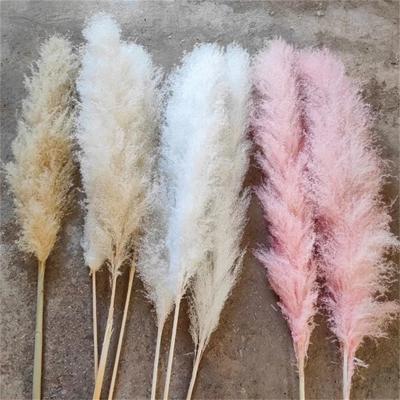 Boho Wedding Arrangement Decor Long Plumes Preserved Pink Beige Reed Pampasgras Bleached White Fluffy Large Dried Pampas Grass - Your Homes Décor and More